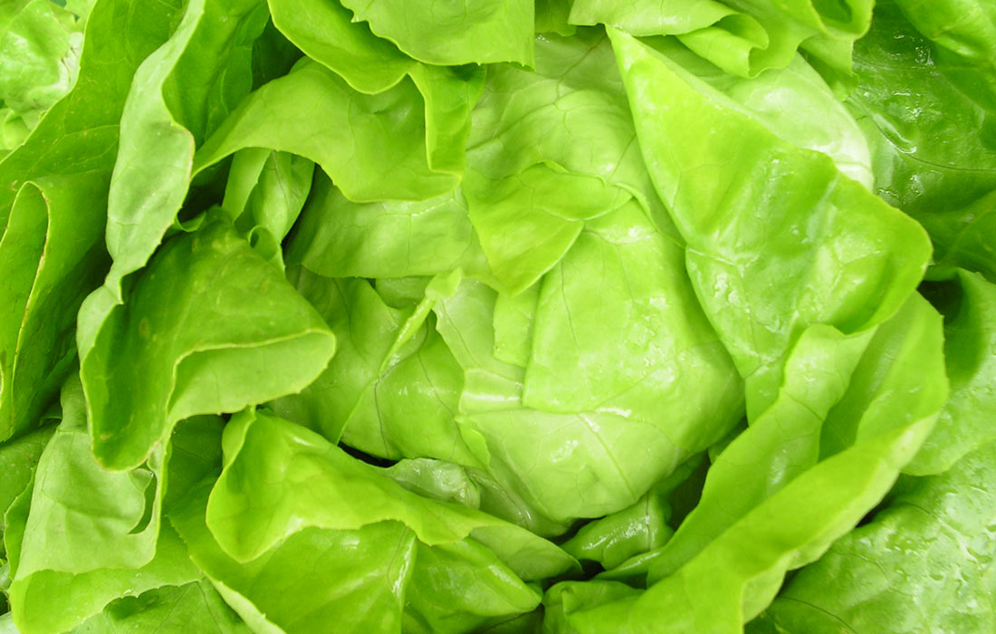 Wiegert Gemüse Grüner Salat