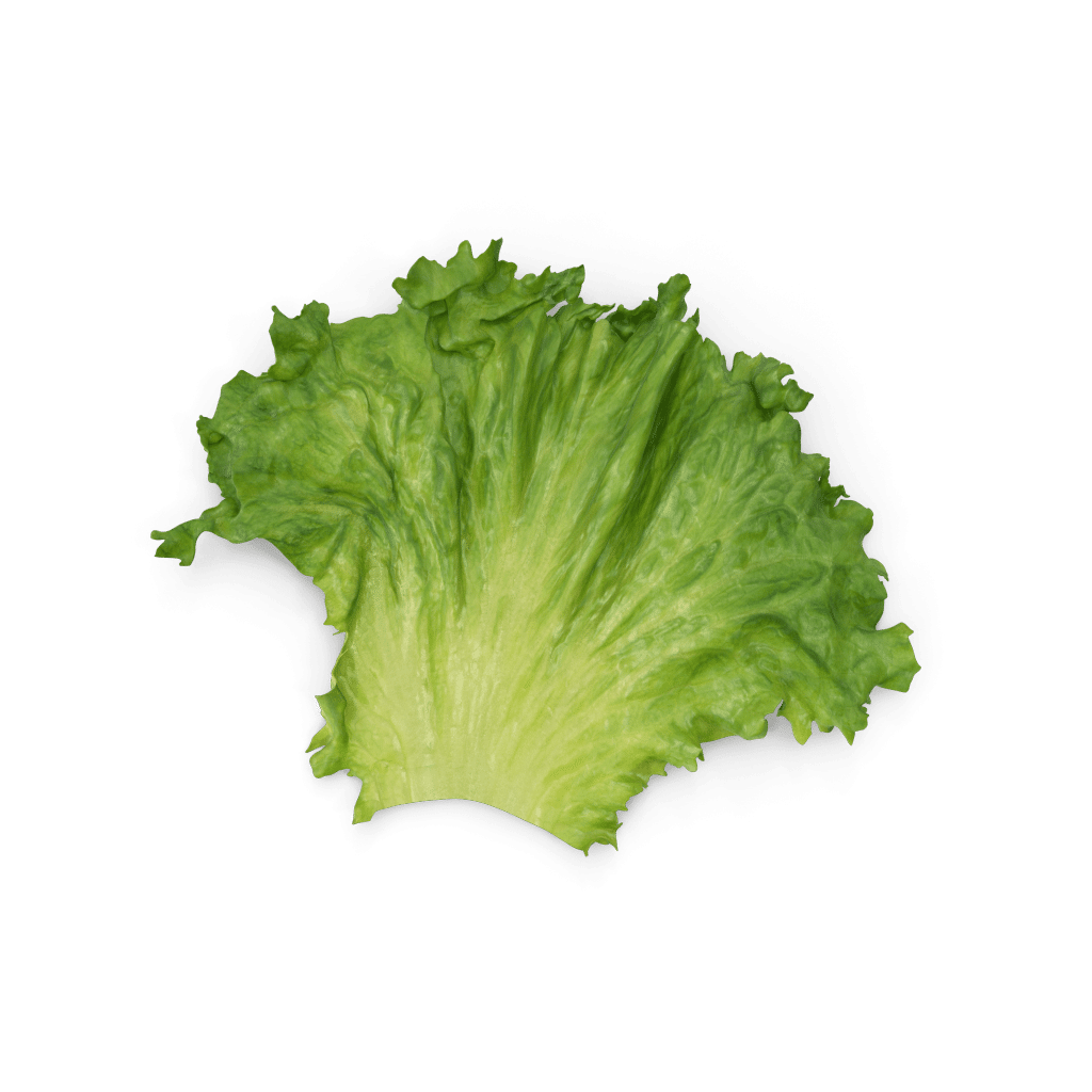 Lettuce.B01.2k-min (1)